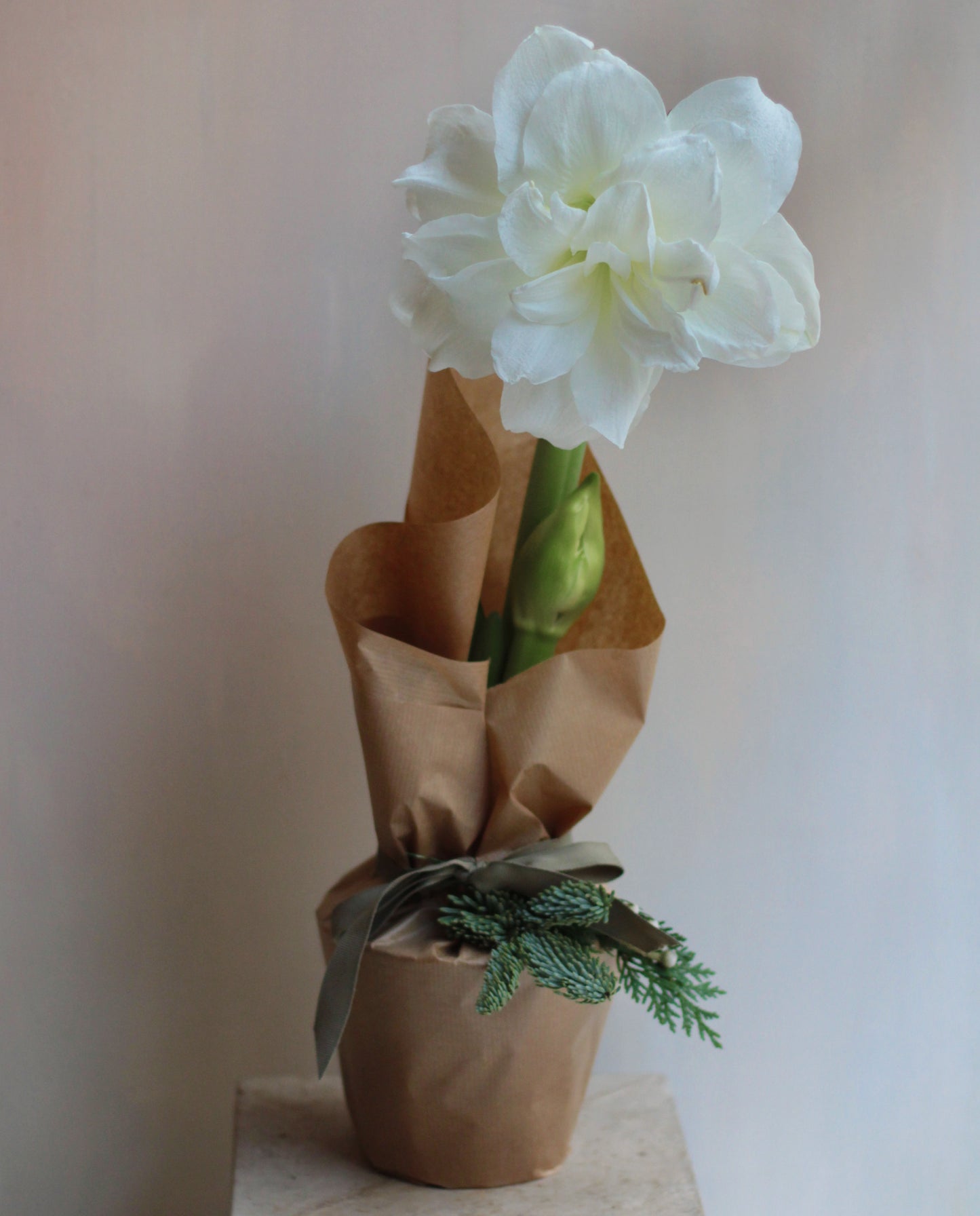 AMARYLLIS