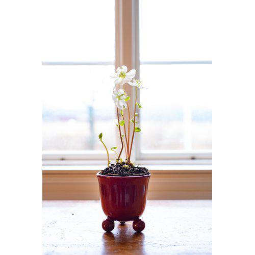INYA POT RED - Wikholm Form