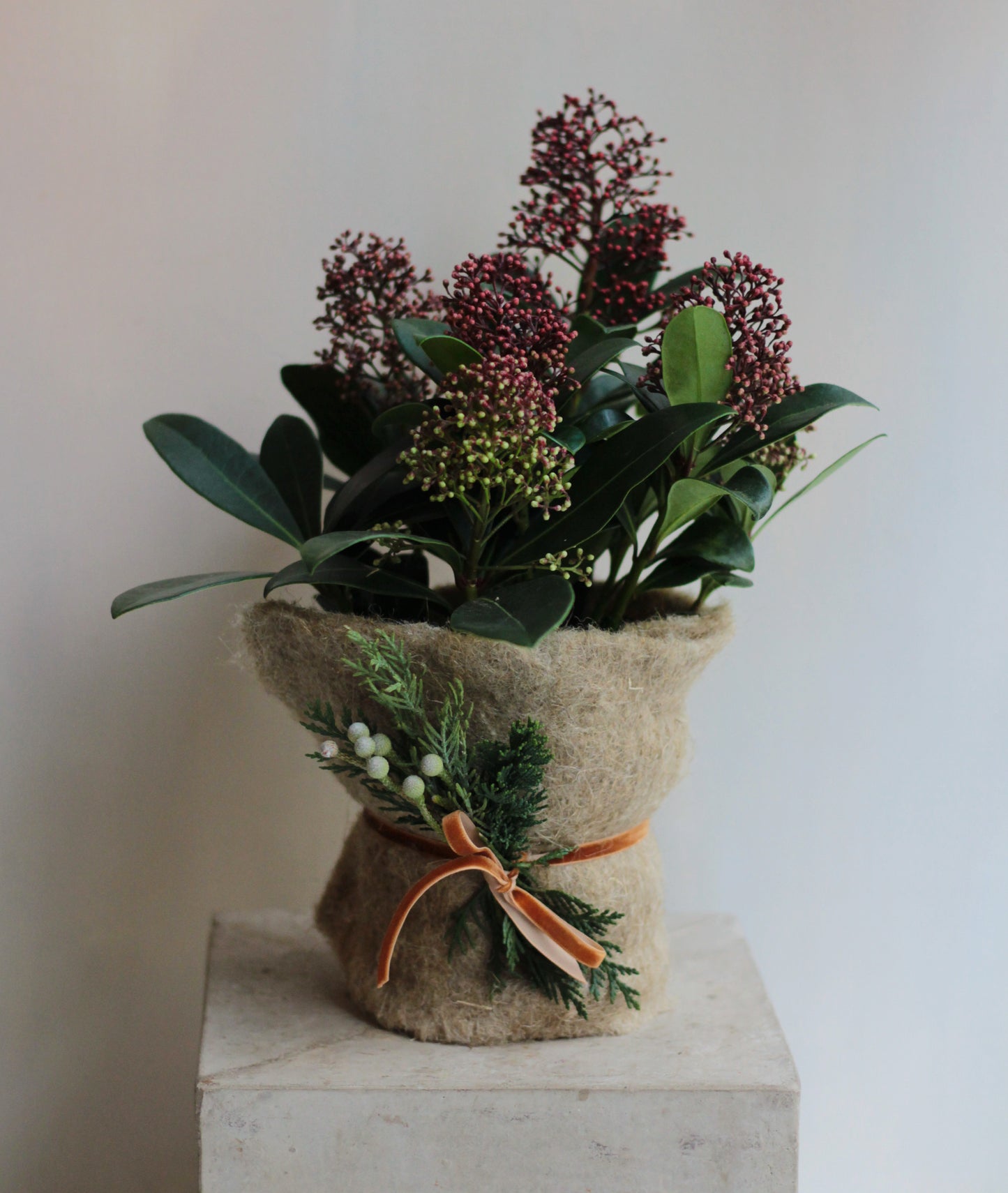 SKIMMIA