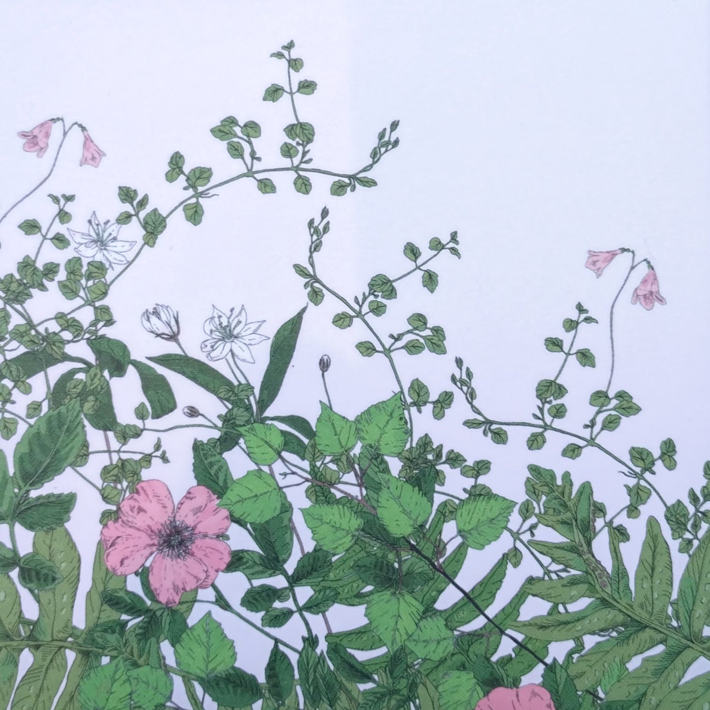 Card - pink flowers with greens and white background