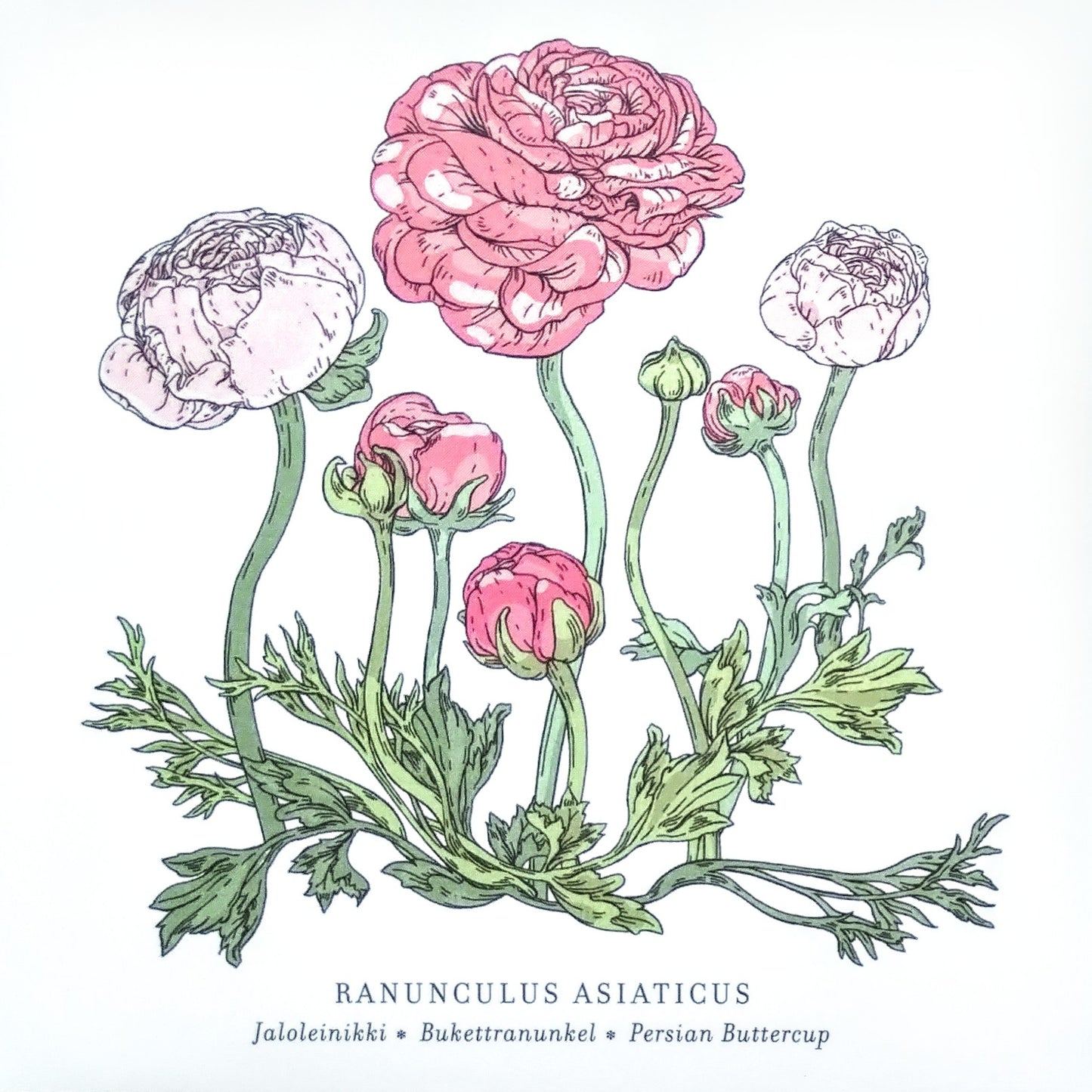 Card - ranunculus flowers on white background