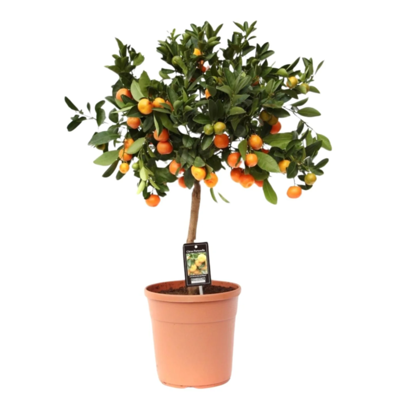 Kalamondiinihedelmäpuu