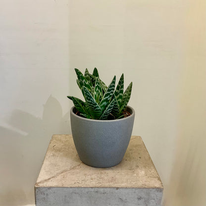 Aloe Variegata