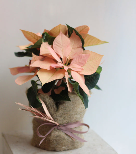 POINSETTIA