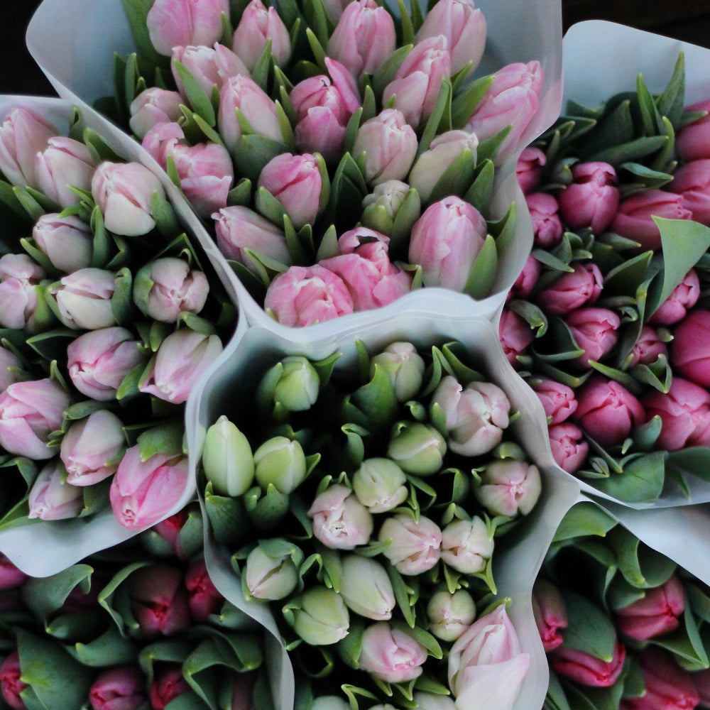 Tulpaani tulips inbloom