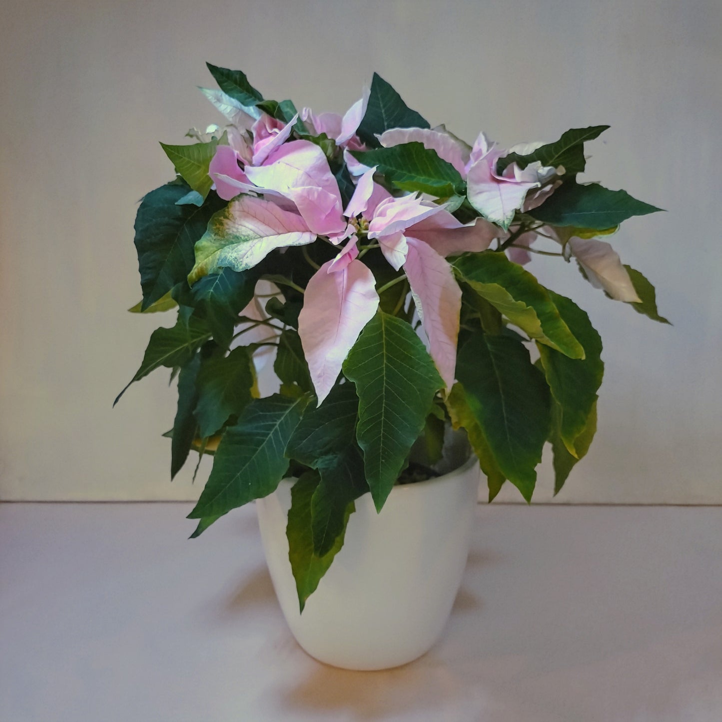 PINK POINSETTIA